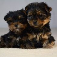 Belos Filhotes de Yorkshire Terrier