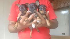 Filhotes Pinscher Miniatura