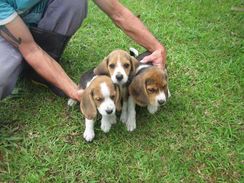 Fotos Similares: Beagle 