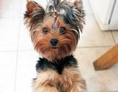 Ursinhos Fofos Yorkshire Terrier