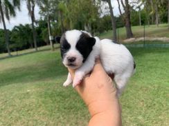 Filhotes de Jack Russel à Vend em SP e Abc