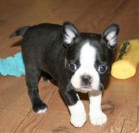 Boston Terrier