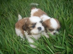 Fotos Similares: Filhotes de Shih Tzu 