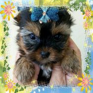 Fotos Similares: Filhotes de Yorkshire Terrier Disponiveis a Pronta Entrega 