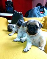 Fotos Similares: Filhotes de Pug 