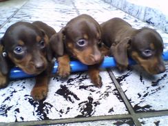 Dachshund Lindos e Amaveis