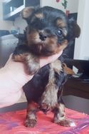 Yorkshire Terrier