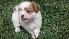 Filhote Macho da Raça Lhasa Apso Branco com Dourado