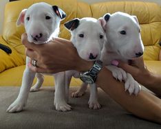 Bull Terrier Inglês com Garantias