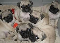 Pug Lindos Filhites