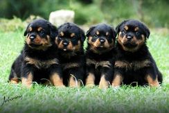 Rottweiler Filhotes