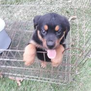 Filhotes Rottweiler - Seropedica RJ - Disponíveis