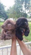 Lindos Filhotes de Shihtzu e Schnauzer Mini Disponíveis e para Entrega