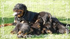 Rottweiler Filhote