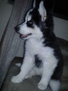 Filhotes de Husky Siberiano Wolly