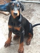 Doberman Pit Monsters Rottweiler