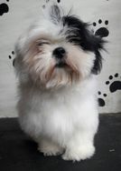 Lhasa Apso