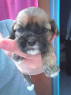 Vendo Filhotes de Lhasa Apso