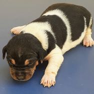 Terrier Brasileiro (fox Paulistinha)