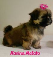 Vendo Filhote Shih Tzu