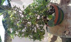 Jabuticabeira Bonsai