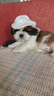 Lindo Demais Filhotes Macho Shih Tzu