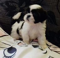 Shih Tzu Femea Linda