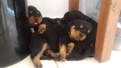 Cachorros Rottweiler