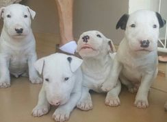 Fotos Similares: Filhotes Bull Terrier 