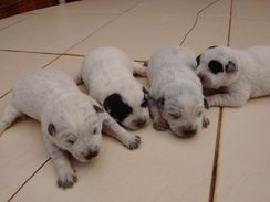 Filhotes Blue Heeler