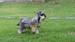 Schnauzer Miniatura Filhotes