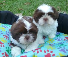 Shihtzu RJ