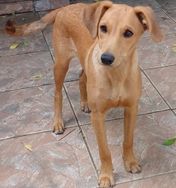 Cachorro Abandonado para Adoção