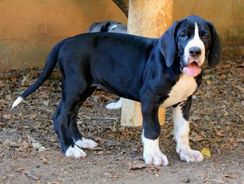 Fotos Similares: Dogue Alemão Filhotes Fofos 