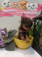 Vende-se Chihuahuas Micro