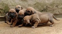 Filhotes Amorosos de Fila Brasileiro