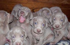 Belos Filhotes Weimaraner