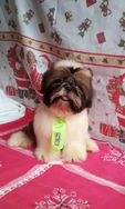 Venda de Shih Tzu