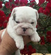 Bulldog Ingles Filhotes Lindos e Saudaveis