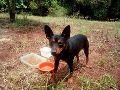 Doação de Cachorros