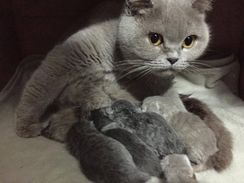 British Shorthair