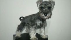 Schnauzer Filhote