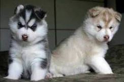 Husky Siberiano