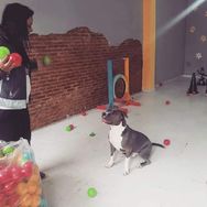 Vendo Pet Shop/creche Canina Montado ótima Oportunidade