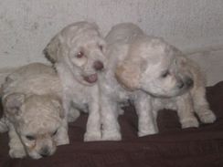 Fotos Similares: Vende SE Filhotes de Poodle Femea 300,00 e Macho 250,00 