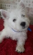 West Highland White Terrier RJ