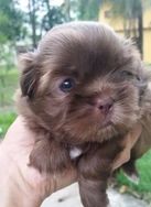 Ninhada Linda de Shih Tzu