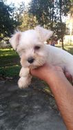 Canil de Schnauzer Mini RJ