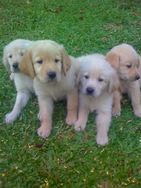 Fotos Similares: Golden Retriver Lindos e Amaveis Filhotes 