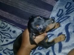 Cachorrinho Pinscher com Basse